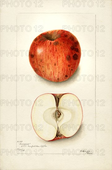 Annurca Apple