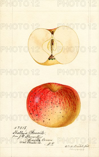 Apples