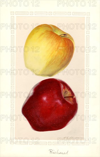 Yellow and Red Apples