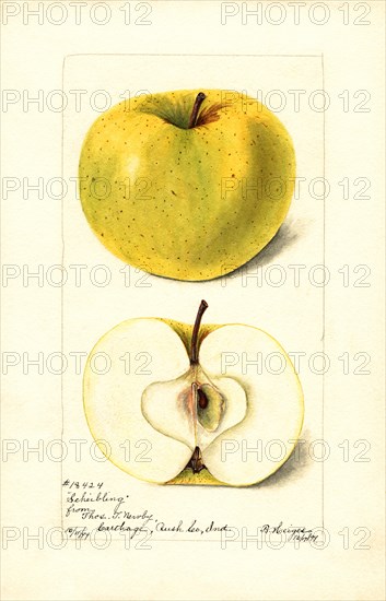 Scheibling Apple