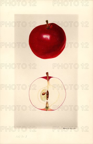 Seedling Apple no. 34