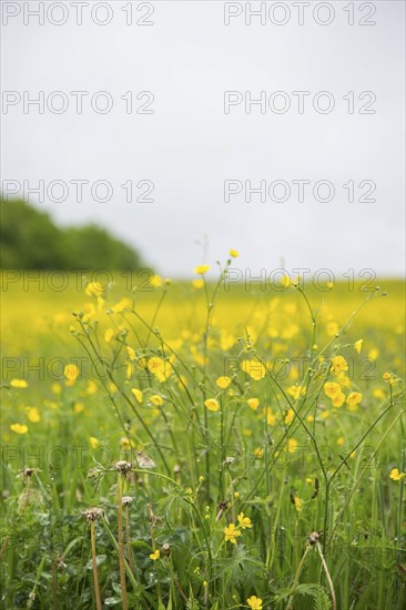 Buttercup Wildflowers in Field