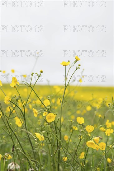 Close-Up of Buttercup Wildflowers in Field