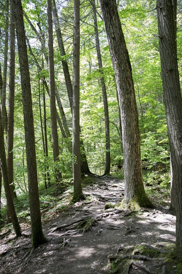 Tree Trunks and Forest Floor