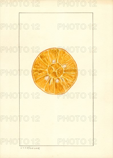 Orange, Citrus sinensis,