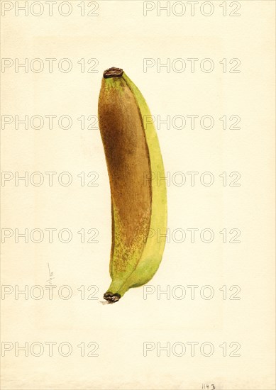 Yellow Banana, Musa,