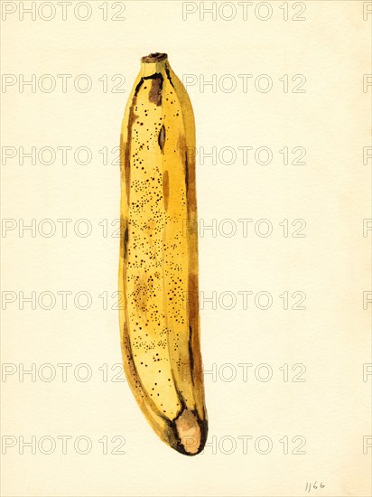 Yellow Banana, Musa,