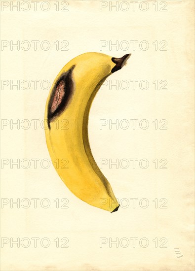 Bruised Banana, Watercolor Illustration by James Marion Shull,