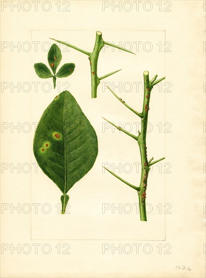 Bitter Orange Seedling, Long Leaf and Stems, 1928