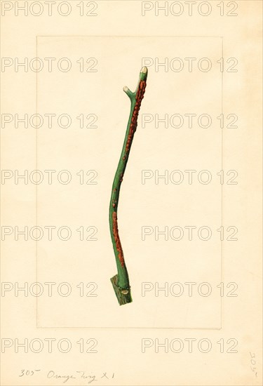 Orange Tree Twig, Citrus sinensis, 1910