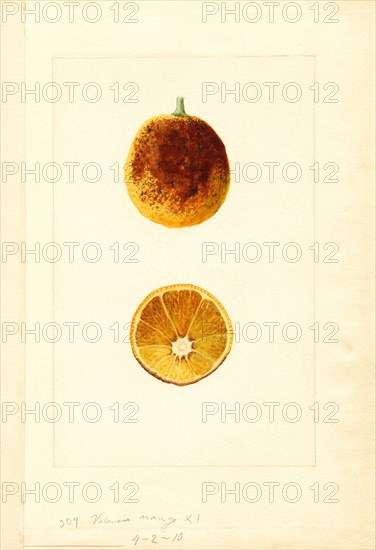 Valencia Orange, Citrus sinensis, 1910