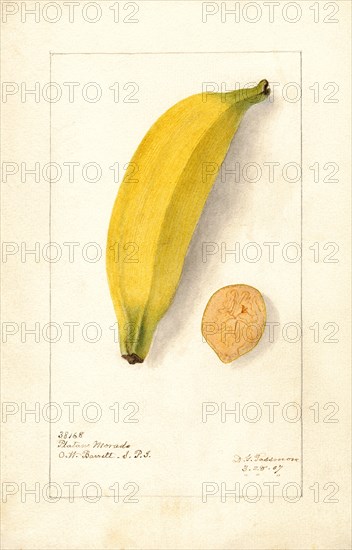Banana, Platano Morado variety,