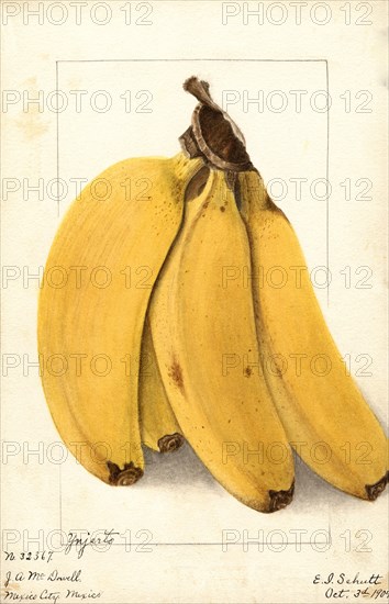 Bananas, Yenjerto variety, 1904