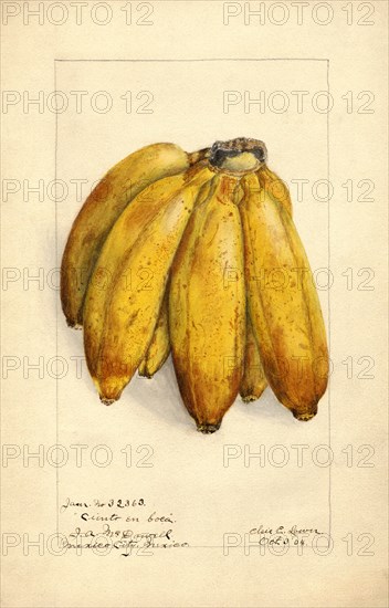 Bananas, Ciento en Boca variety, 1904