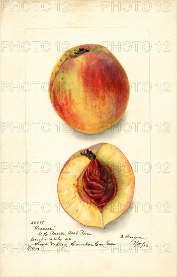 Peaches, Frances Variety, 1903