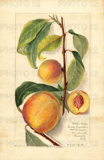 Peaches, Early Crawford and Little Peach Varieties, 1909