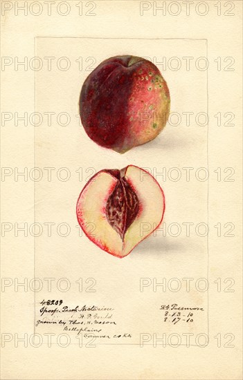 Nectarines, Peach Sport Variety, 1910