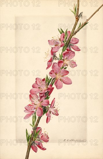 Peach Blossoms, Prunus persica, 1924