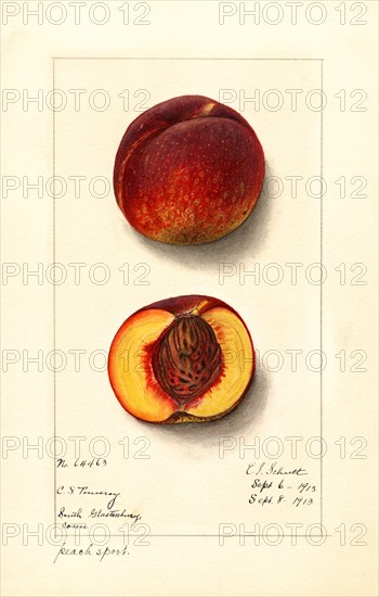 Peaches, Peach Sport Variety, 1913