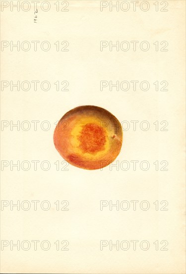 Peach, Elberta Variety, 1926