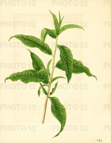 Branch with Green Leaves from Elberta Peach Tree, Prunus persica, 1916