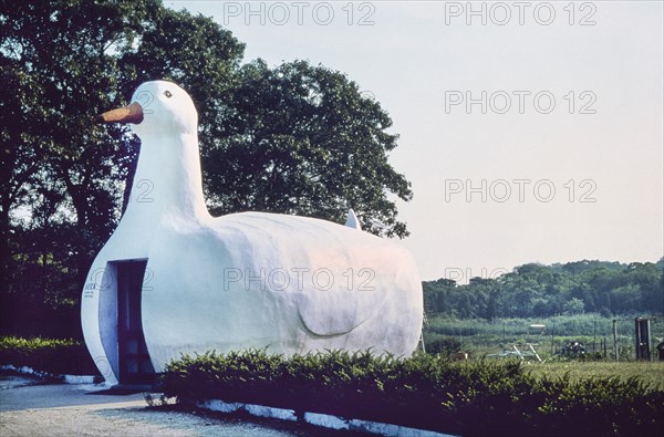 Long Island duck, Flanders, 1970's