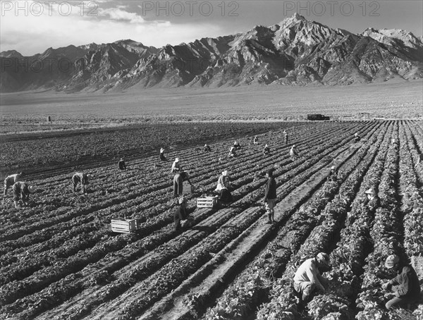 Birds on Wires at Sunset with Mountains in Background, Manzanar Relocation Center, 1943