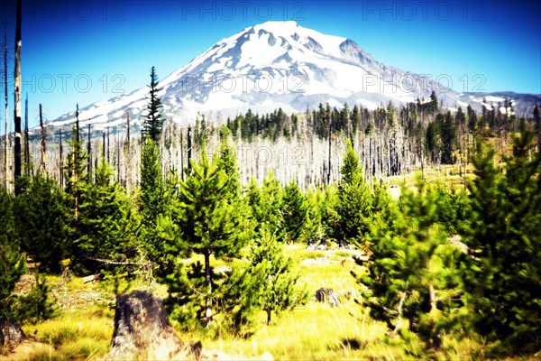 Forest Regrowth, Mount Adams in background,