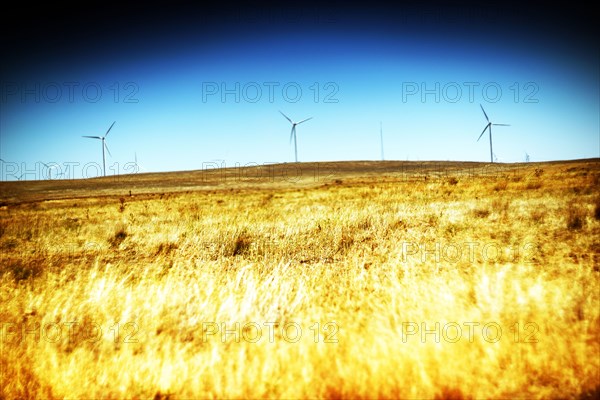 Golden Meadow with Wind Turbines on Horizon,,