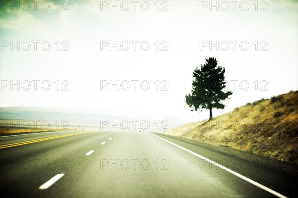 Lone Tree along Highway with Hazy Wildfire Smoke, Oregon,