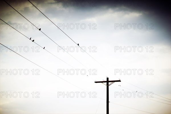 Birds Perched on Power Lines, Atmospheric Mood,