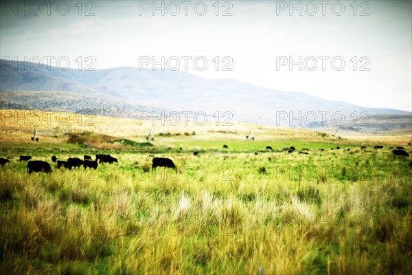 Cattle Grazing in Rural Field,,