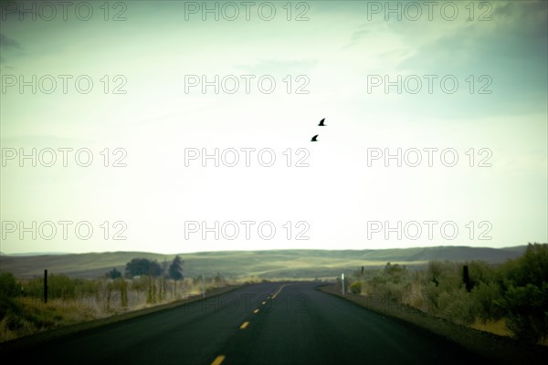 Two Birds flying over Rural Two-Lane Highway ,,