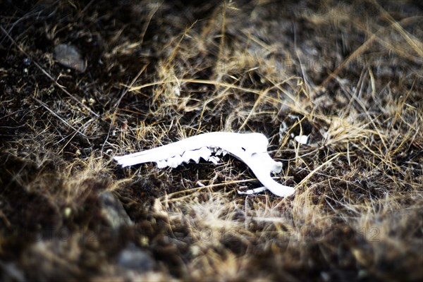 Animal's Jaw Bone on Ground,,