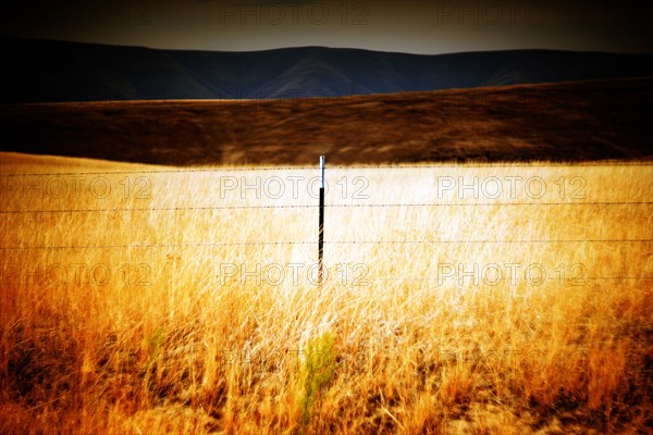 Rural Meadow Landscape illuminated by Sunlight,,