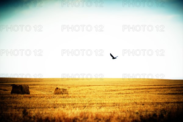 Bird of Prey flying over Agricultural Landscape ,,