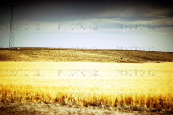 Golden Crop Landscape with Tower in Background ,,