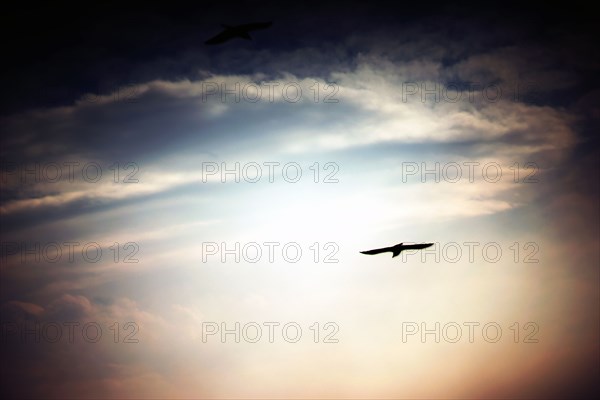 Bird of Prey soaring through Sky,,
