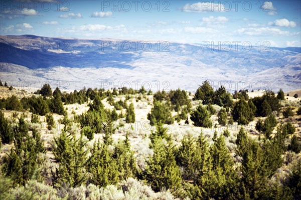 Rugged Landscape, Evergreens in Foreground,