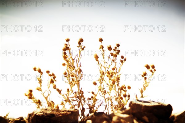 Dried Wildflower,,