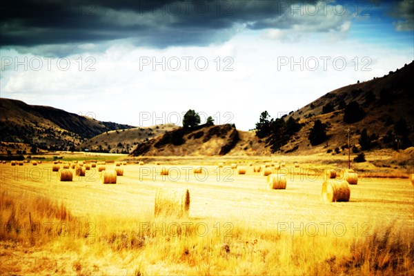 Hay Bale roles in Golden Landscape,,