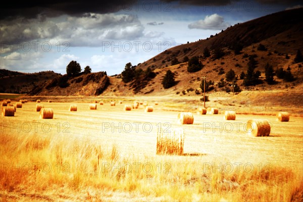 Hay Bale roles in Golden Landscape,,