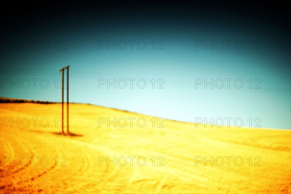 Utility Poles in Golden Agricultural Landscape, Painterly Effect,