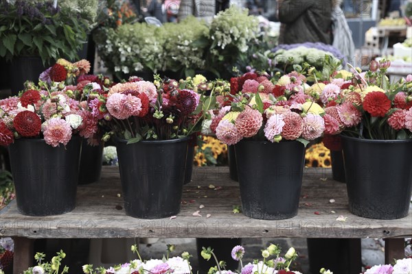 Zinnias at Market, Copenhagen,