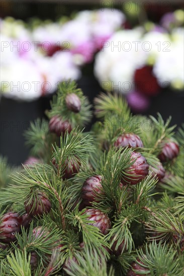 Evergreens at Flower Market, Copenhagen,