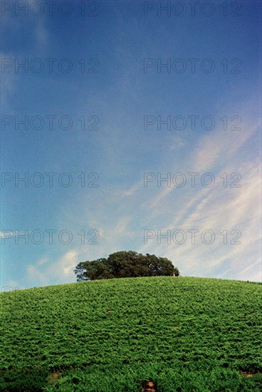 Vineyard Tree Tops,,