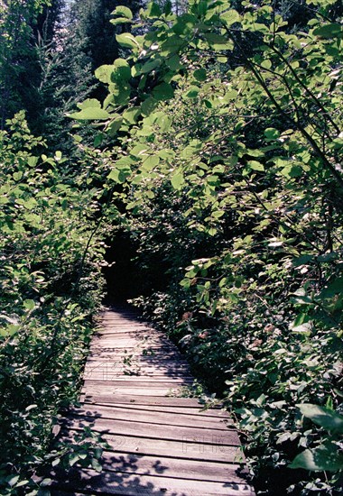 Wood Path on Forest Hike,,