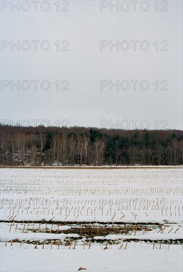 Winter Cornfield,,