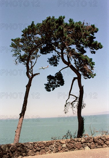 Airplane viewed between Two Trees,,