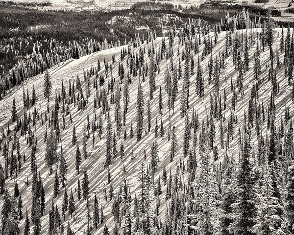 Mountain Slope with Evergreen Trees, Whitefish,